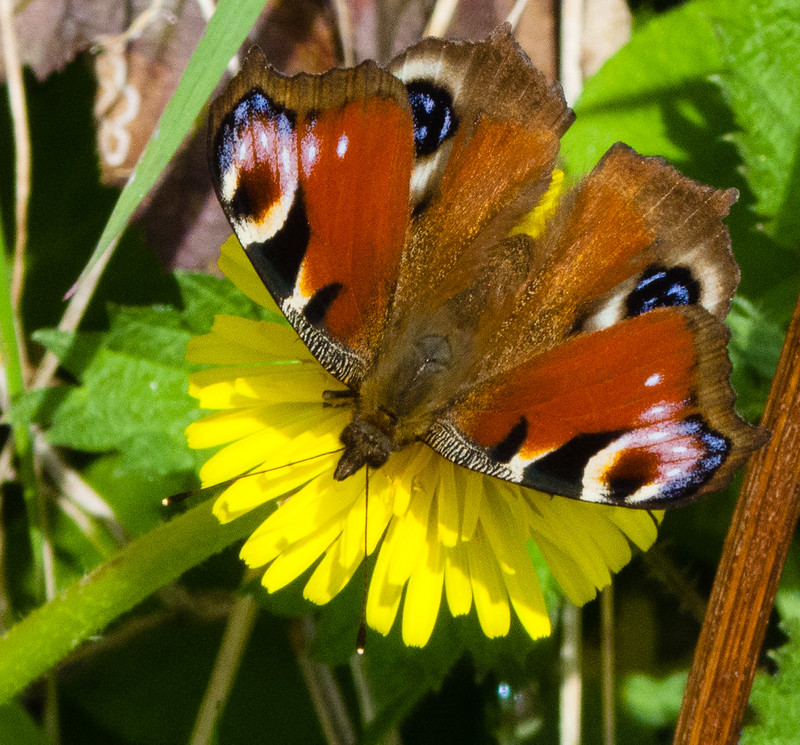 Peacock