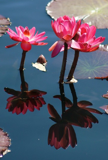 ~ heavenly passionate pink reflections ~