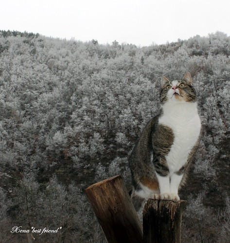 Kittens, go home! My weather prediction for tonight is: ICE!!! by Xena*best friend*