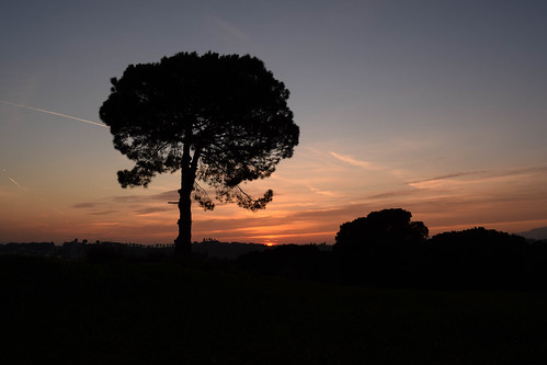 sunset atardecer paisaje landscape lliçà lliça lliçadevall llissa llissadevall arbol árbol tree
