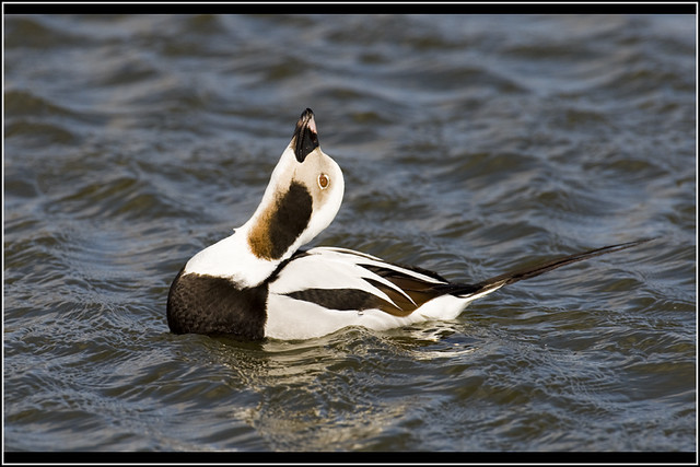 Duck (Long-tailed) - 0038