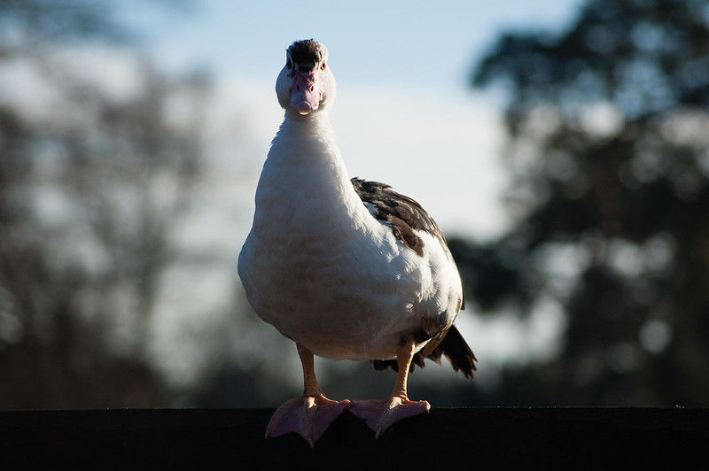 Muscovy duck