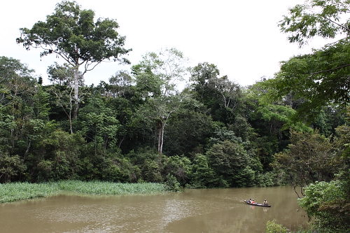 Wed, 12/02/2009 - 15:44 - View from the research station to a tributary of the Amazon (Dec 2009).
Credit: Markku Larjavaara
