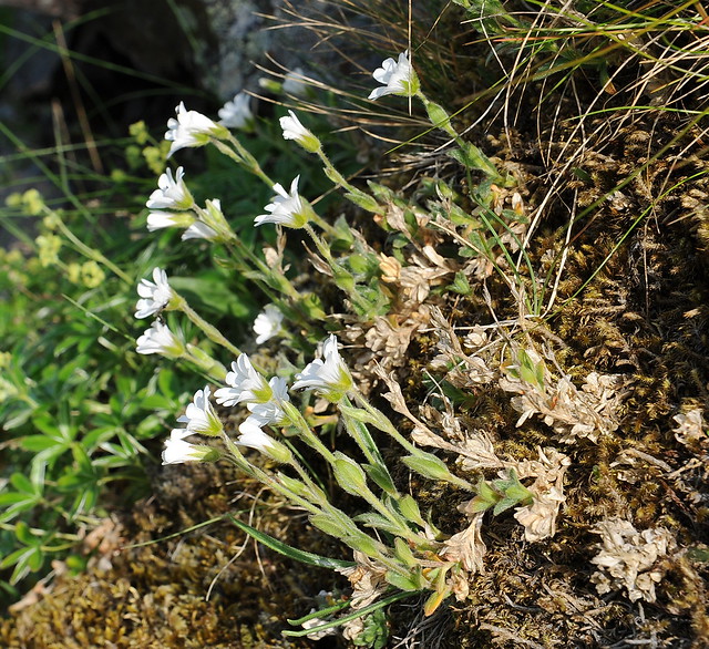 Cerastium alpinum MÚSAREYRA Alpine Mouse-ear