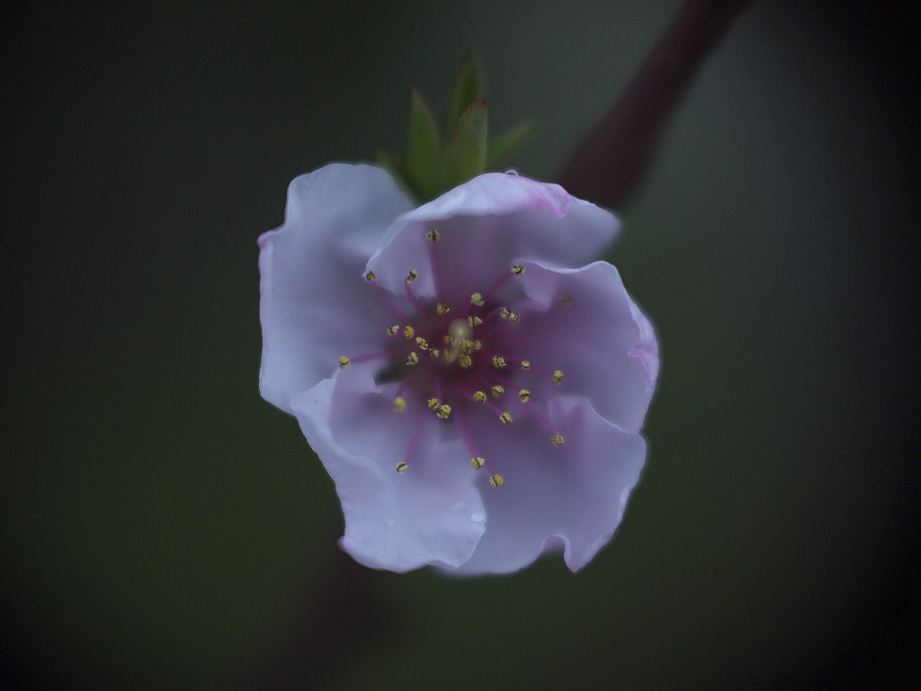 blue-tinged pink #2 by slowhand7530