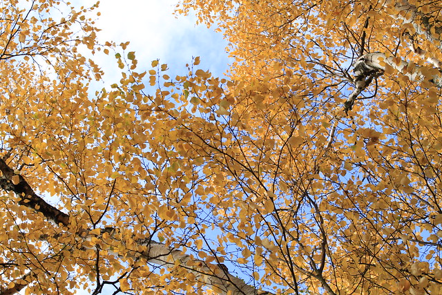 Fall Canopy - C
