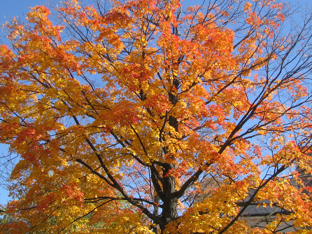 Fall colors near home | Cambridge, MA | Susan | Flickr