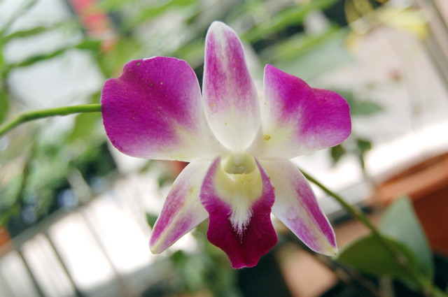 Dendrobium 'Sonia' | Denbroium 'Sonia' is one of the many De… | Flickr