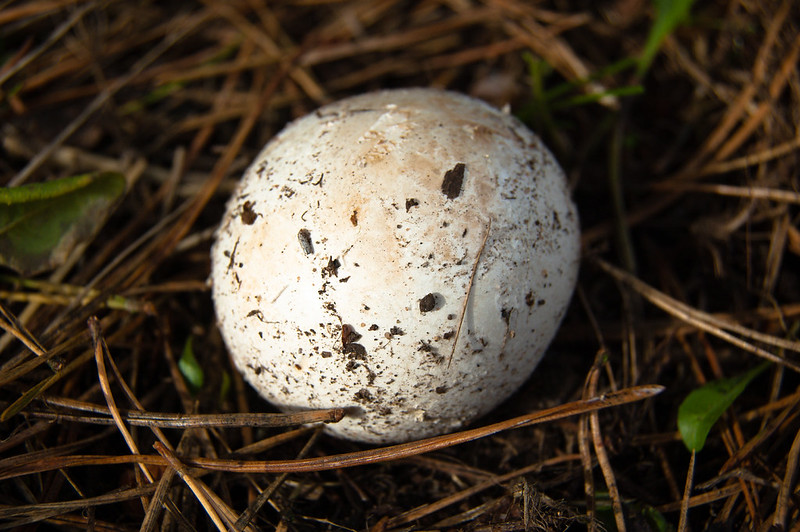 Puffball