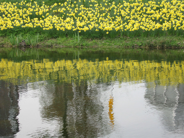 Narcissus reflections