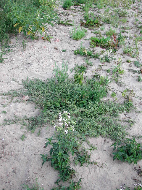 Amaranthus blitoides (Prostate amaranth / Nerfamarant) & Saponaria officinalis (Common Soapwort / Zeepkruid)