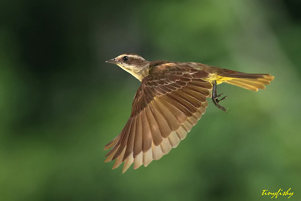 Cryptic Flycatcher (North American Species # 443) Piratic Flycatcher | View LAR… | Flickr