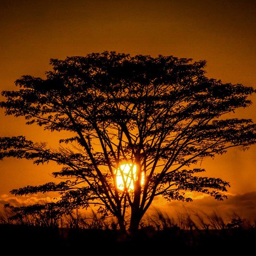 🌅Tonight sunset. Helemano plantation. #Oahu #shoots #clarklittle🆑 by clarklittle | by insta2641