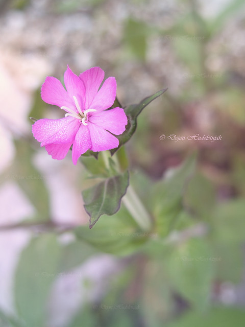 Pink flower - Robin Hood