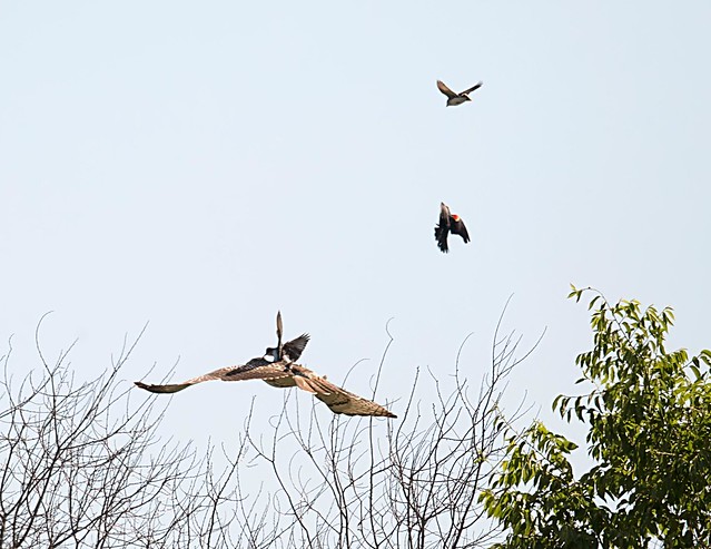 kingbird riding a hawk