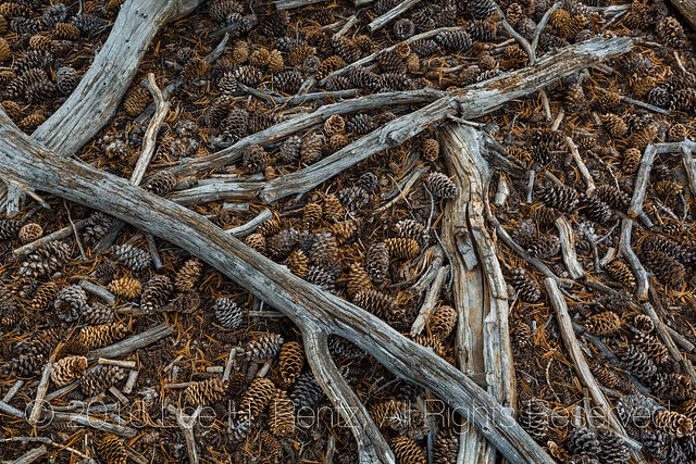 Limber Pine Fallen Cones in Great Basin National Park