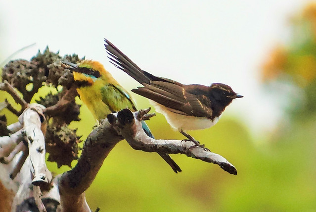 wagtail and rainbow bee eater on breanch