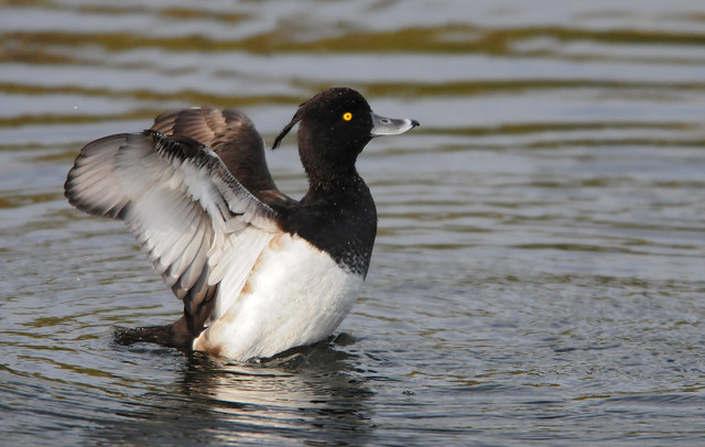Tufted Duck (Aythya fuligula) Male Flapping its Wings