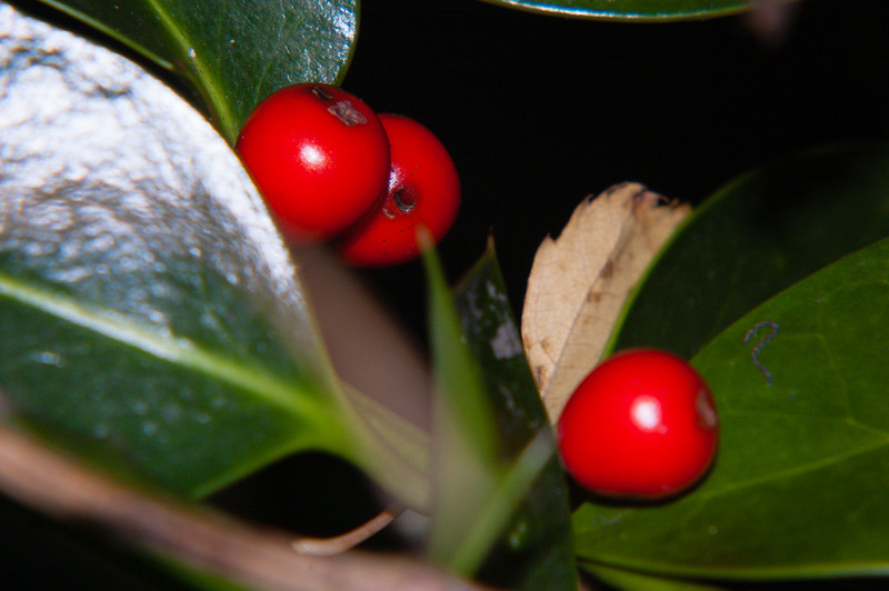 Holly berries