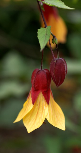 Abutilon / Schönmalve / Chinese Bell Flower
