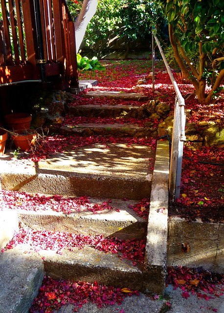 Autumn Steps, yard 1