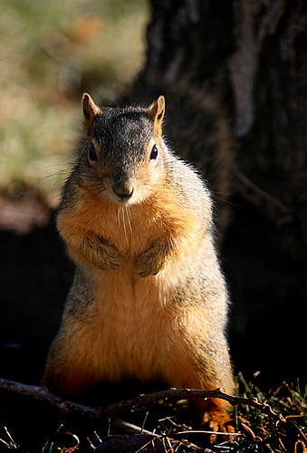 Backyard Bully | by Dylan MacMaster