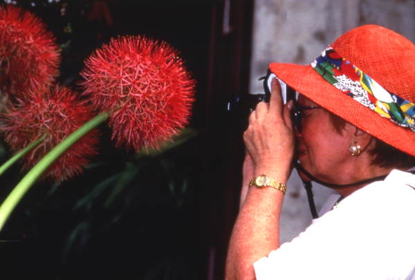 Visitor photographing a blood lily (Scadoxus multiflorus) at the Fairchild Tropical Garden in Miami, Florida