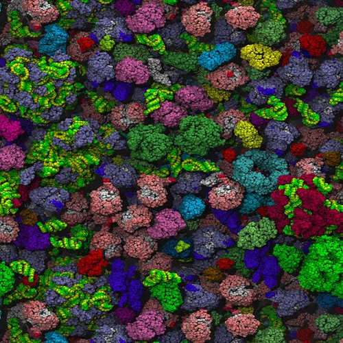 A molecular model of the bacterial cytoplasm by Adrian Elcock