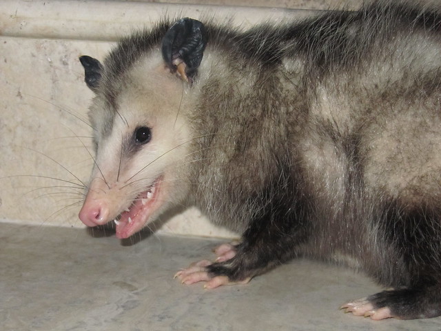 Opossum on the steps