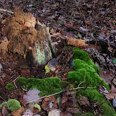 Moss-covered Stump