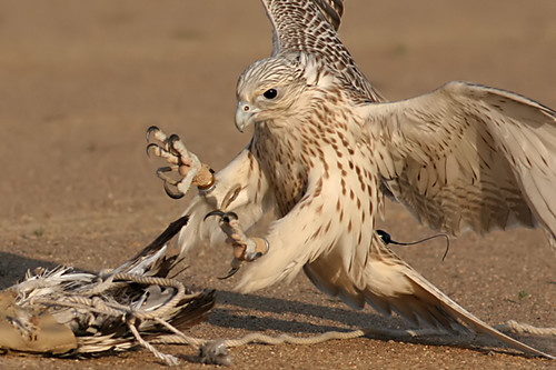 Image result for falcon attack