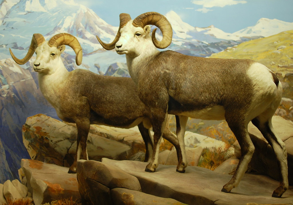 Dall Sheep by Scott Michaels
