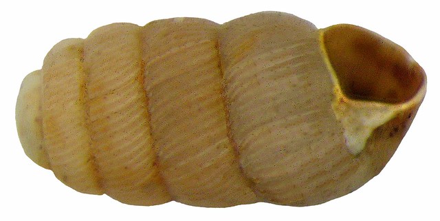 Truncatellina cylindrica (Férussac, 1807)