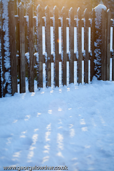 Winter Sun through a Fence