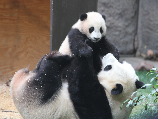 Baby panda Yun Zi wrestling with his mom Bai Yun