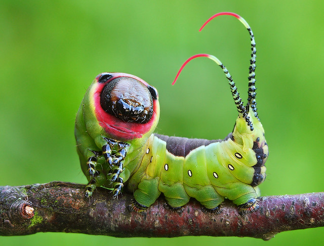 Moth Caterpillar - Cerura vinula