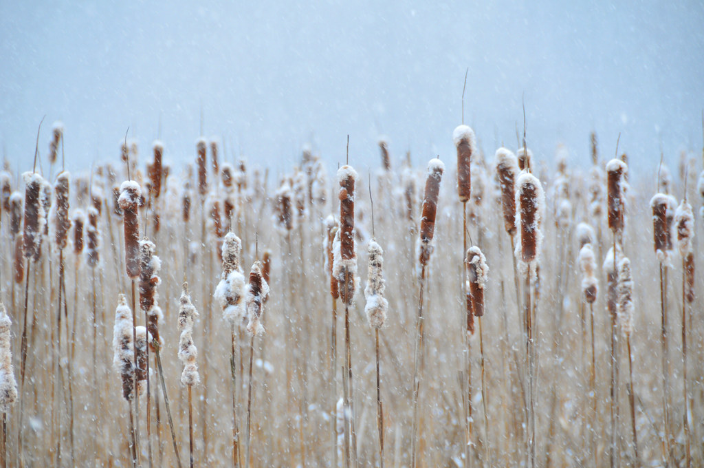 Cattails, Snow by andertho