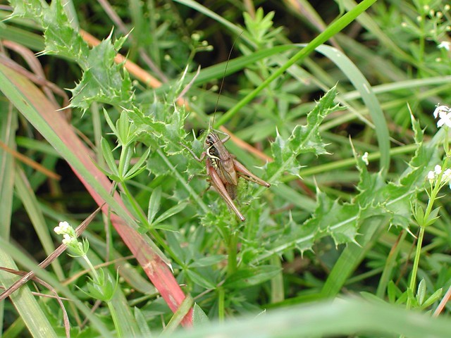 Metrioptera roeselii (Roesel’s Bush cricket / Greppelsprinkhaan)