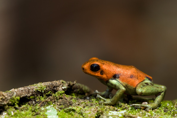 Ranitomeya sirensis, Sira Poison Frog, in habitat. IUCN Redlist: Endangered. Departmento Huanuco, Peru.