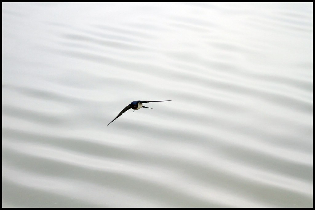 Swallow in Flight by lipjin