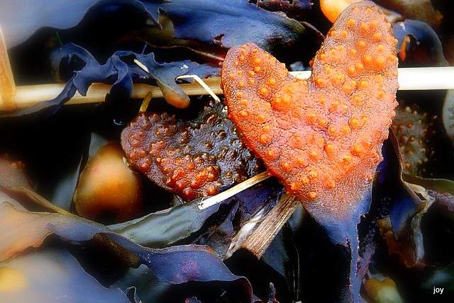 heart from the sea