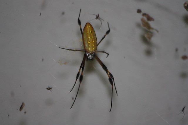 huge spider in Costa Rica.