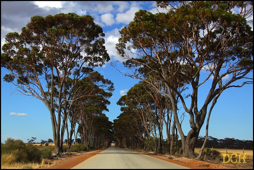mynewcamera westernaustralia australia roadtrip merredin wheatbelt shotfromthecar road trees treecanopy windbreak field eucalyptus treelinedroad rural landscape diminishingperspective