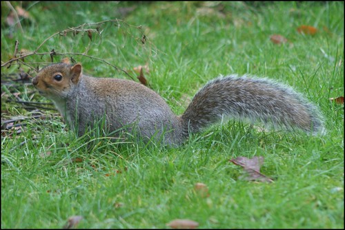 squirrel | by petes pix2008