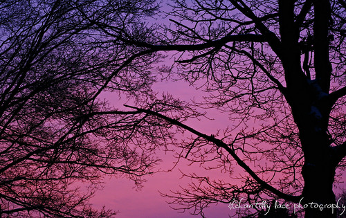 morning pink trees winter silhouette sunrise photography purple michigan branches naturallight february day35 2010 project365 naturallightphotography february42010