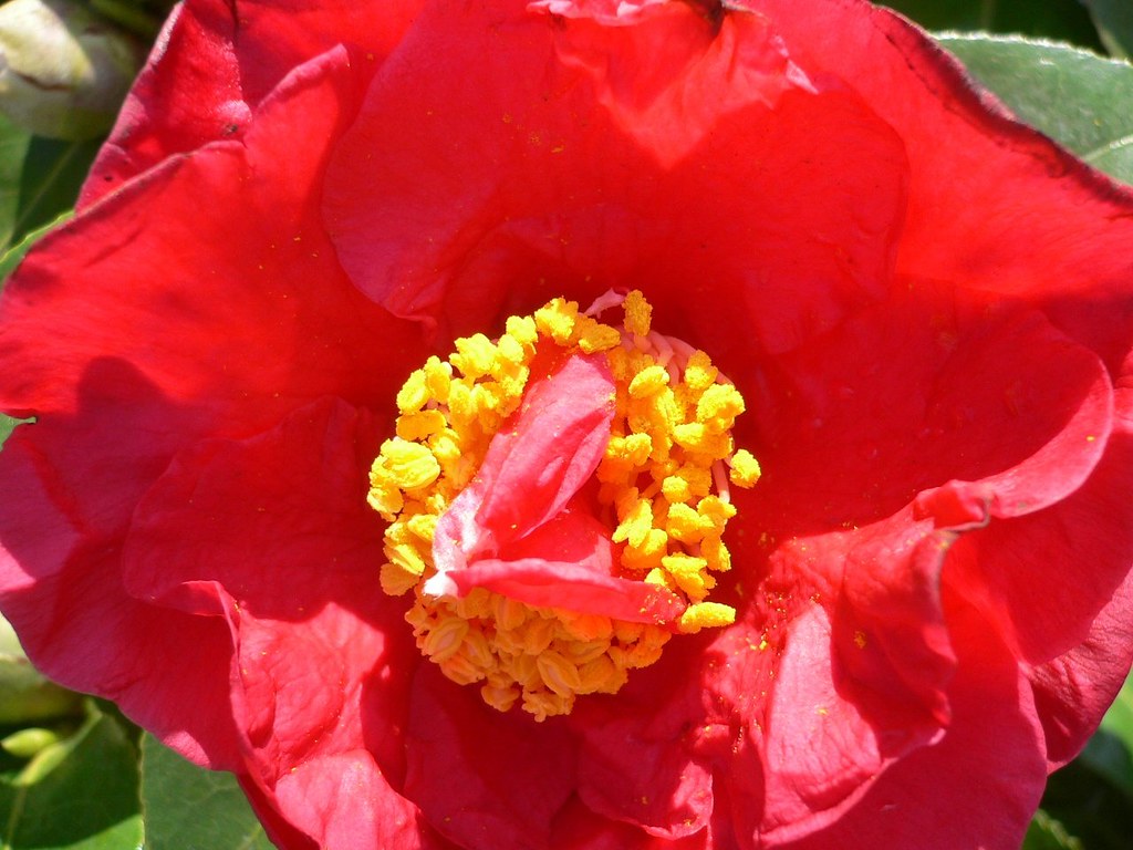 Cuor di camelia  (Camellia japonica)