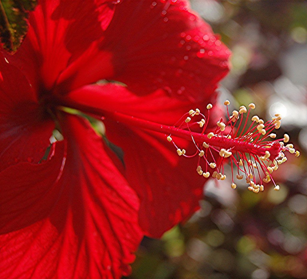 Stamen of a wet Brilliant Red Hibiscus is loaded with pale yellow pollen