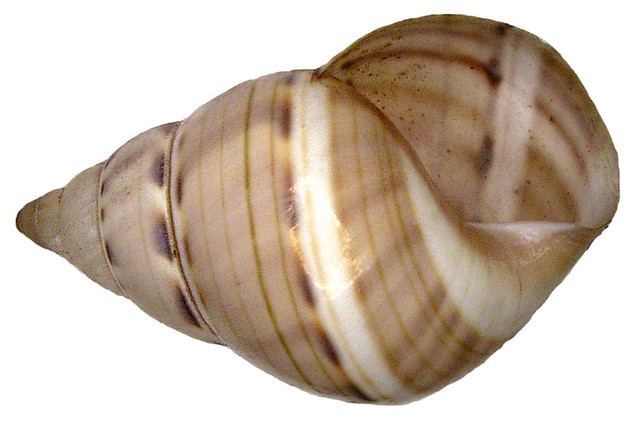Liguus fasciatus fasciatus (Müller, 1774)