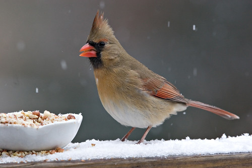 backyard birds | by Randy Neff