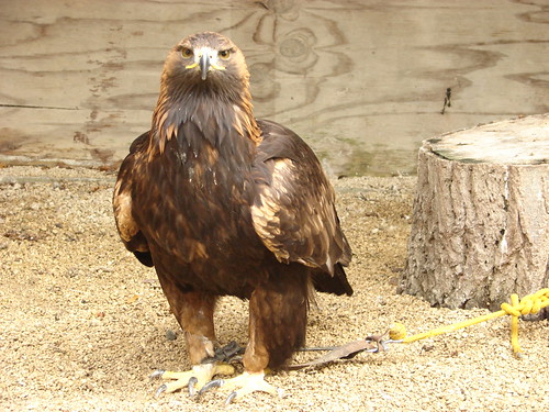Birds of prey,Cotswold falconry centre Oct 09 | by skybluesam